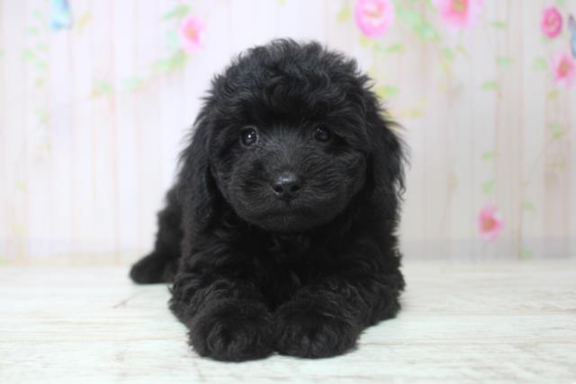 北海道のトイプードル(トイ) (Coo&RIKU岩見沢店/2025年11月29日生まれ/女の子/ブラック)の子犬の1枚目の画像