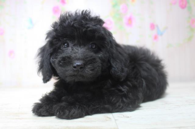 北海道のトイプードル(トイ) (Coo&RIKU岩見沢店/2025年11月29日生まれ/女の子/ブラック)の子犬の2枚目の画像