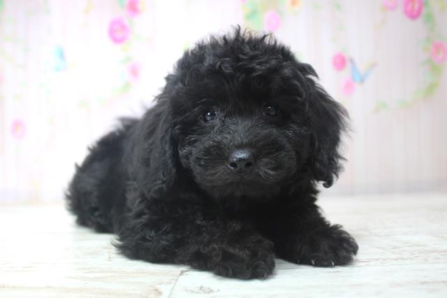北海道のトイプードル(トイ) (Coo&RIKU岩見沢店/2025年11月29日生まれ/女の子/ブラック)の子犬の3枚目の画像