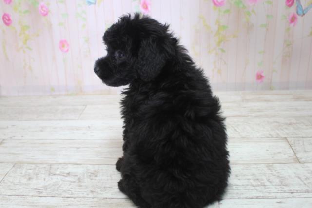北海道のトイプードル(トイ) (Coo&RIKU岩見沢店/2025年11月29日生まれ/女の子/ブラック)の子犬の4枚目の画像