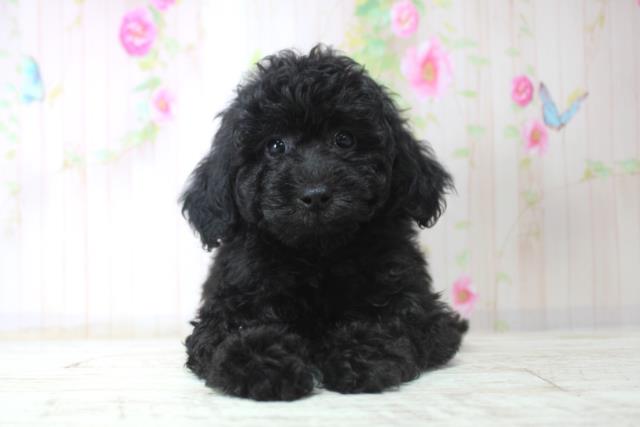 北海道のトイプードル(トイ) (Coo&RIKU札幌西店/2025年11月29日生まれ/女の子/ブラック)の子犬の1枚目の画像