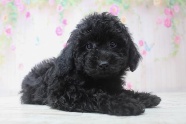 北海道のトイプードル(トイ) (Coo&RIKU札幌西店/2025年11月29日生まれ/女の子/ブラック)の子犬の3枚目の画像