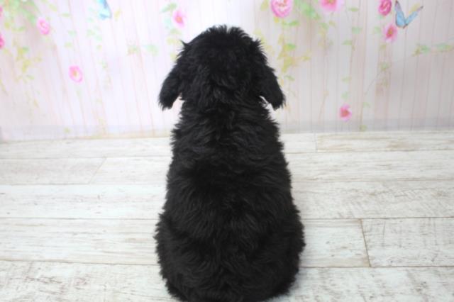 北海道のトイプードル(トイ) (Coo&RIKU札幌西店/2025年11月29日生まれ/女の子/ブラック)の子犬の4枚目の画像