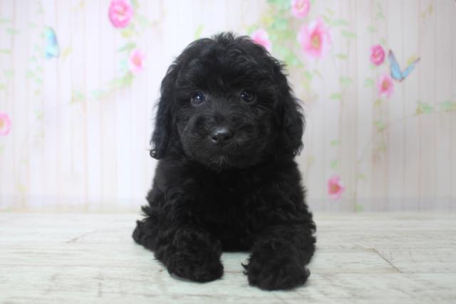 千葉県のトイプードル(トイ) (Coo&RIKU木更津店/2025年11月29日生まれ/女の子/ブラック)の子犬の1枚目の画像