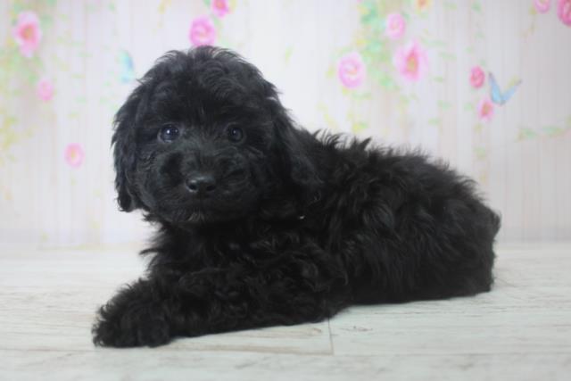 千葉県のトイプードル(トイ) (Coo&RIKU木更津店/2025年11月29日生まれ/女の子/ブラック)の子犬の2枚目の画像