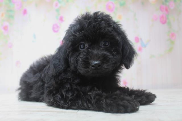 千葉県のトイプードル(トイ) (Coo&RIKU木更津店/2025年11月29日生まれ/女の子/ブラック)の子犬の3枚目の画像