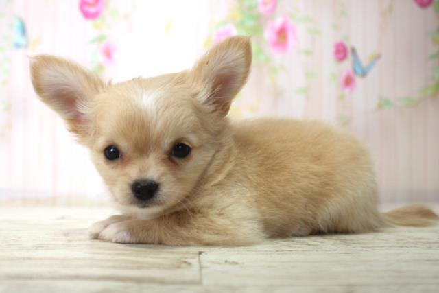 北海道のチワワ(ロング) (Coo&RIKU札幌東店/2025年11月29日生まれ/男の子/クリームホワイト)の子犬の2枚目の画像