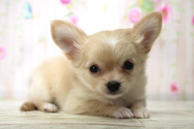 北海道のチワワ(ロング) (Coo&RIKU札幌東店/2025年11月29日生まれ/男の子/クリームホワイト)の子犬の3枚目の画像