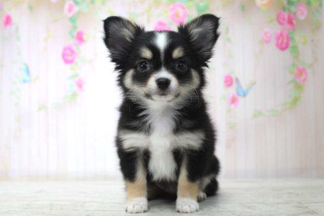 北海道のチワワ(ロング) (Coo&RIKU岩見沢店/2025年11月29日生まれ/女の子/ブラックタンホワイト)の子犬の1枚目の画像