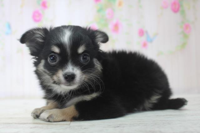 北海道のチワワ(ロング) (Coo&RIKU岩見沢店/2025年11月29日生まれ/女の子/ブラックタンホワイト)の子犬の2枚目の画像