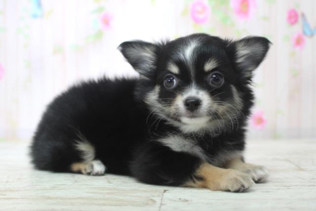 北海道のチワワ(ロング) (Coo&RIKU岩見沢店/2025年11月29日生まれ/女の子/ブラックタンホワイト)の子犬の3枚目の画像