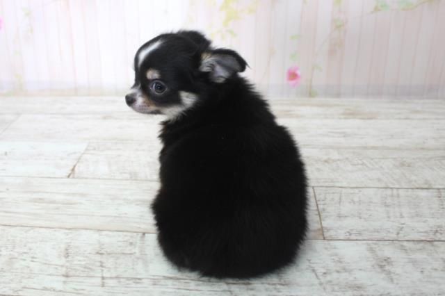 北海道のチワワ(ロング) (Coo&RIKU岩見沢店/2025年11月29日生まれ/女の子/ブラックタンホワイト)の子犬の4枚目の画像