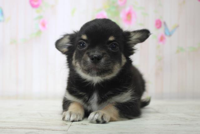 北海道のチワワ(ロング) (Coo&RIKU札幌西店/2025年11月29日生まれ/女の子/ブラックタン)の子犬