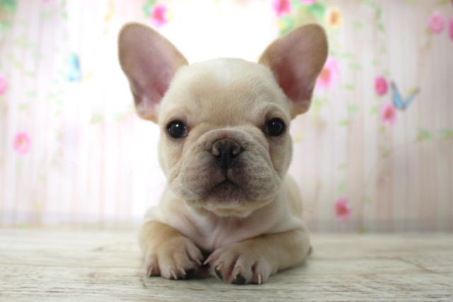 フレンチブルドッグ