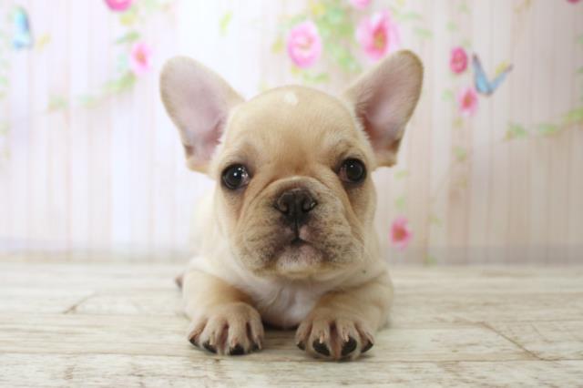 千葉県のフレンチブルドッグ (Coo&RIKU木更津店/2025年11月25日生まれ/男の子/クリーム)の子犬の1枚目の画像