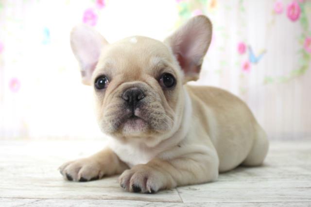 千葉県のフレンチブルドッグ (Coo&RIKU木更津店/2025年11月25日生まれ/男の子/クリーム)の子犬の2枚目の画像
