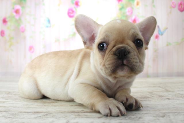 千葉県のフレンチブルドッグ (Coo&RIKU木更津店/2025年11月25日生まれ/男の子/クリーム)の子犬の3枚目の画像