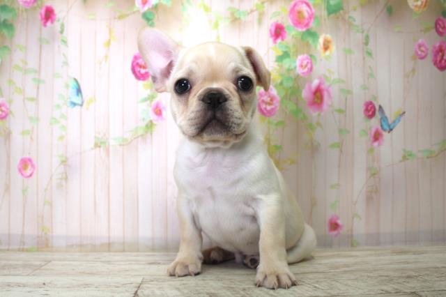 神奈川県のフレンチブルドッグ (Coo&RIKU横浜旭店/2025年11月25日生まれ/男の子/クリーム)の子犬の1枚目の画像