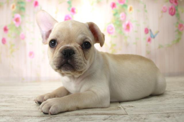 神奈川県のフレンチブルドッグ (Coo&RIKU横浜旭店/2025年11月25日生まれ/男の子/クリーム)の子犬の2枚目の画像