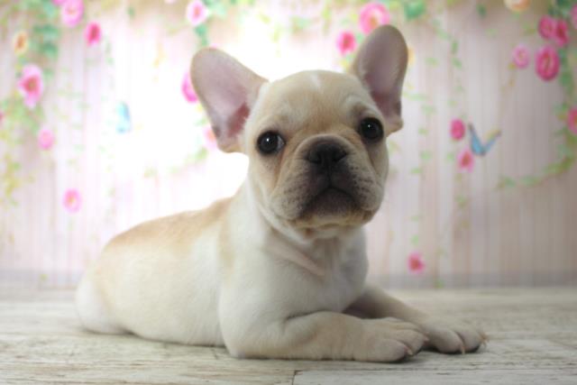 神奈川県のフレンチブルドッグ (Coo&RIKU横浜旭店/2025年11月25日生まれ/男の子/クリーム)の子犬の3枚目の画像