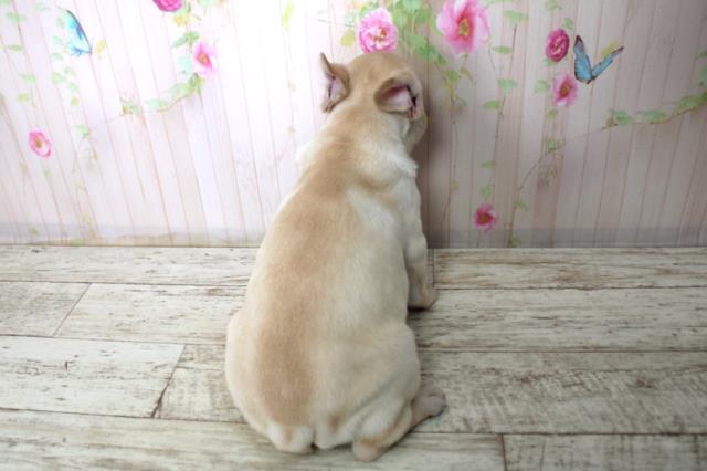 神奈川県のフレンチブルドッグ (Coo&RIKU横浜旭店/2025年11月25日生まれ/男の子/クリーム)の子犬の4枚目の画像