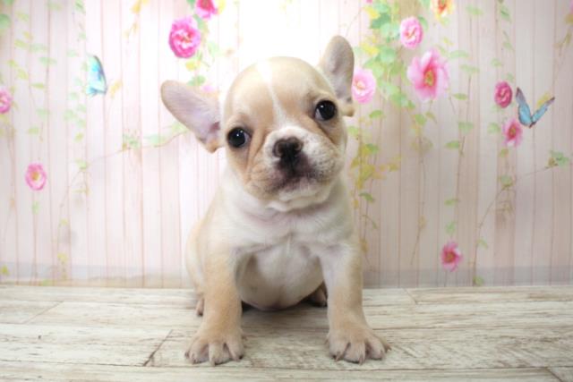 神奈川県のフレンチブルドッグ (Coo&RIKU横浜青葉店/2025年11月25日生まれ/男の子/クリーム)の子犬の1枚目の画像