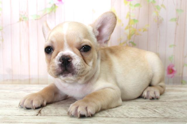 神奈川県のフレンチブルドッグ (Coo&RIKU横浜青葉店/2025年11月25日生まれ/男の子/クリーム)の子犬の2枚目の画像