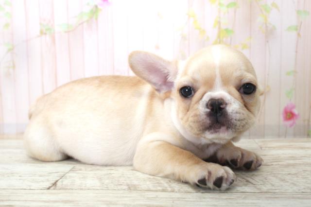 神奈川県のフレンチブルドッグ (Coo&RIKU横浜青葉店/2025年11月25日生まれ/男の子/クリーム)の子犬の3枚目の画像