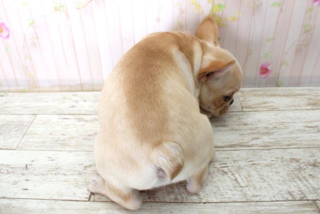 神奈川県のフレンチブルドッグ (Coo&RIKU横浜青葉店/2025年11月25日生まれ/男の子/クリーム)の子犬の4枚目の画像