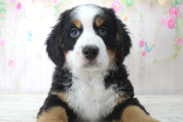 北海道のバーニーズマウンテンドッグ (Coo&RIKU札幌東店/2025年11月25日生まれ/男の子/ブラックラストホワイト)の子犬の1枚目の画像