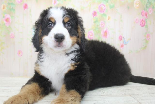 北海道のバーニーズマウンテンドッグ (Coo&RIKU札幌東店/2025年11月25日生まれ/男の子/ブラックラストホワイト)の子犬の2枚目の画像