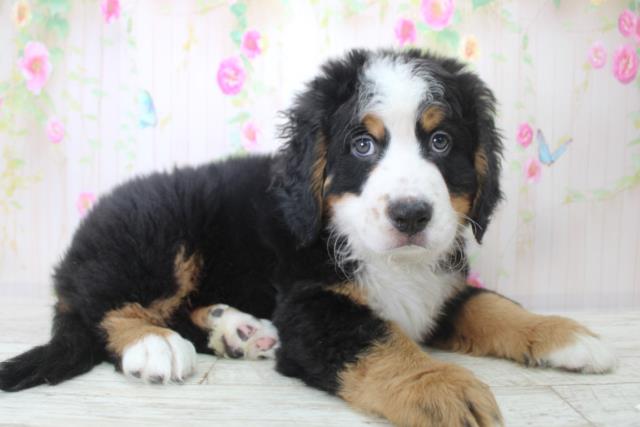 北海道のバーニーズマウンテンドッグ (Coo&RIKU札幌東店/2025年11月25日生まれ/男の子/ブラックラストホワイト)の子犬の3枚目の画像