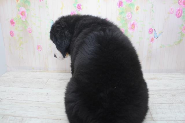 北海道のバーニーズマウンテンドッグ (Coo&RIKU札幌東店/2025年11月25日生まれ/男の子/ブラックラストホワイト)の子犬の4枚目の画像