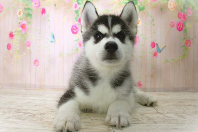 北海道のシベリアンハスキー (Coo&RIKU札幌東店/2025年11月28日生まれ/男の子/ブラックホワイト)の子犬の1枚目の画像