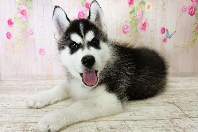 北海道のシベリアンハスキー (Coo&RIKU札幌東店/2025年11月28日生まれ/男の子/ブラックホワイト)の子犬の2枚目の画像