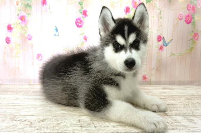 北海道のシベリアンハスキー (Coo&RIKU札幌東店/2025年11月28日生まれ/男の子/ブラックホワイト)の子犬の3枚目の画像