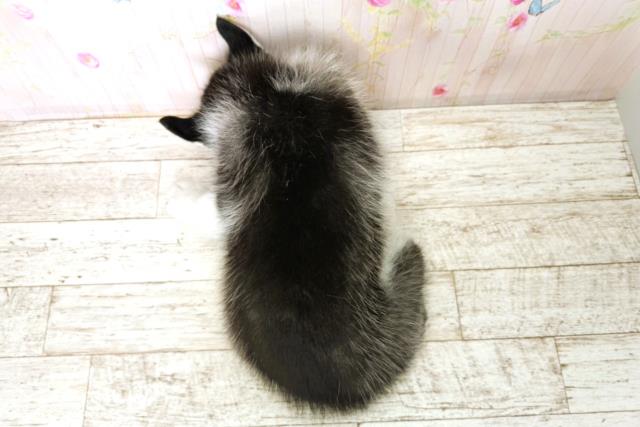 北海道のシベリアンハスキー (Coo&RIKU札幌東店/2025年11月28日生まれ/男の子/ブラックホワイト)の子犬の4枚目の画像