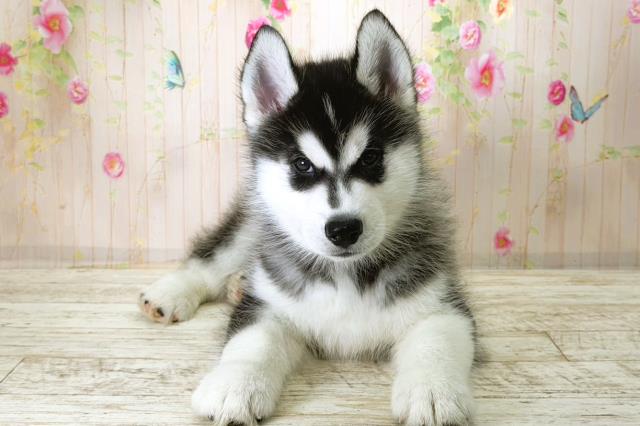 北海道のシベリアンハスキー (Coo&RIKU岩見沢店/2025年11月28日生まれ/男の子/ブラックホワイト)の子犬の1枚目の画像