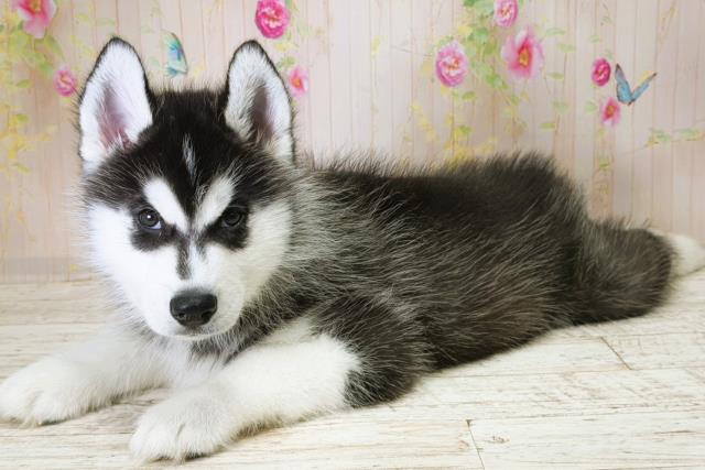 北海道のシベリアンハスキー (Coo&RIKU岩見沢店/2025年11月28日生まれ/男の子/ブラックホワイト)の子犬の2枚目の画像