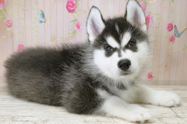 北海道のシベリアンハスキー (Coo&RIKU岩見沢店/2025年11月28日生まれ/男の子/ブラックホワイト)の子犬の3枚目の画像