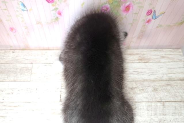 北海道のシベリアンハスキー (Coo&RIKU岩見沢店/2025年11月28日生まれ/男の子/ブラックホワイト)の子犬の4枚目の画像