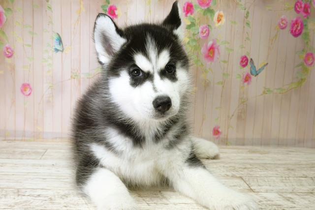 群馬県のシベリアンハスキー (Coo&RIKU伊勢崎店/2025年11月28日生まれ/男の子/ブラックホワイト)の子犬の1枚目の画像