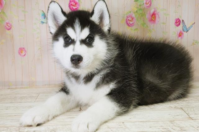 群馬県のシベリアンハスキー (Coo&RIKU伊勢崎店/2025年11月28日生まれ/男の子/ブラックホワイト)の子犬の2枚目の画像