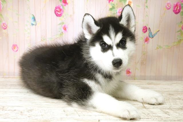 群馬県のシベリアンハスキー (Coo&RIKU伊勢崎店/2025年11月28日生まれ/男の子/ブラックホワイト)の子犬の3枚目の画像