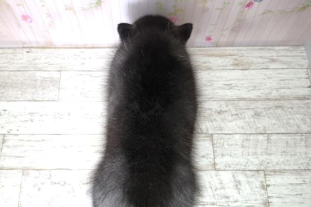 群馬県のシベリアンハスキー (Coo&RIKU伊勢崎店/2025年11月28日生まれ/男の子/ブラックホワイト)の子犬の4枚目の画像