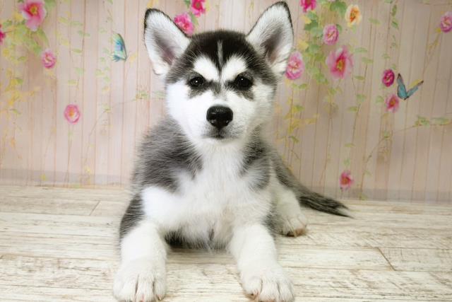 群馬県のシベリアンハスキー (Coo&RIKU高崎店/2025年11月28日生まれ/女の子/ブラックホワイト)の子犬の1枚目の画像