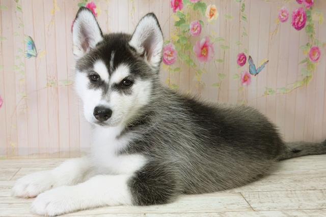 群馬県のシベリアンハスキー (Coo&RIKU高崎店/2025年11月28日生まれ/女の子/ブラックホワイト)の子犬の2枚目の画像