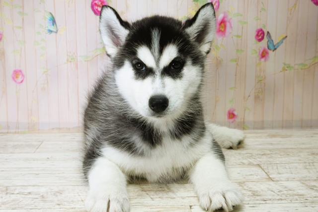 群馬県のシベリアンハスキー (Coo&RIKU前橋店/2025年11月28日生まれ/女の子/ブラックホワイト)の子犬の1枚目の画像