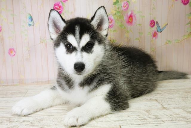 群馬県のシベリアンハスキー (Coo&RIKU前橋店/2025年11月28日生まれ/女の子/ブラックホワイト)の子犬の2枚目の画像