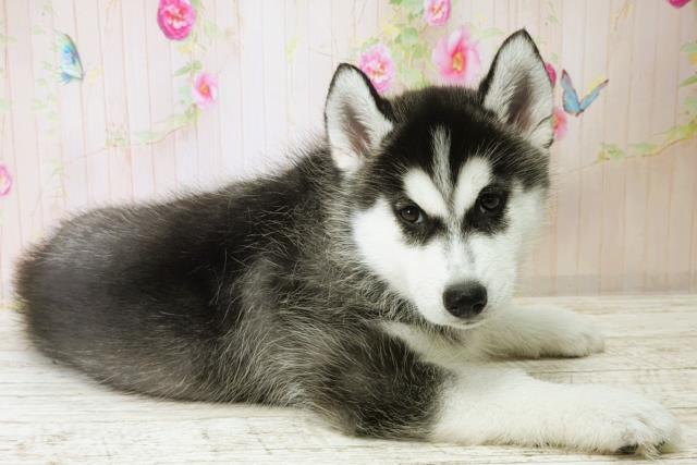 群馬県のシベリアンハスキー (Coo&RIKU前橋店/2025年11月28日生まれ/女の子/ブラックホワイト)の子犬の3枚目の画像